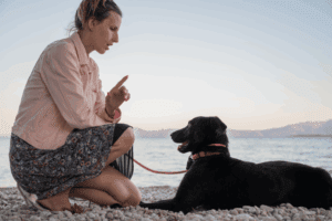 dog command in long island