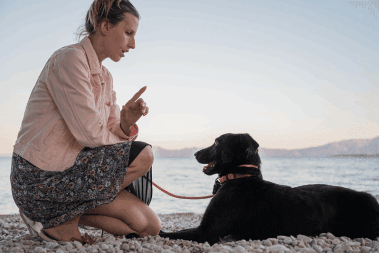 dog command in long island