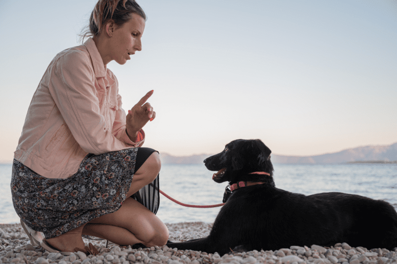 dog command in long island