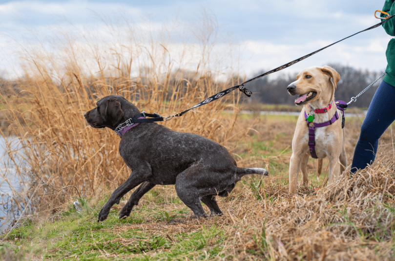 dog on the leash trying to pull