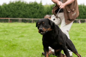 dog trying to pull person holding leash