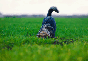 dog wagging tail