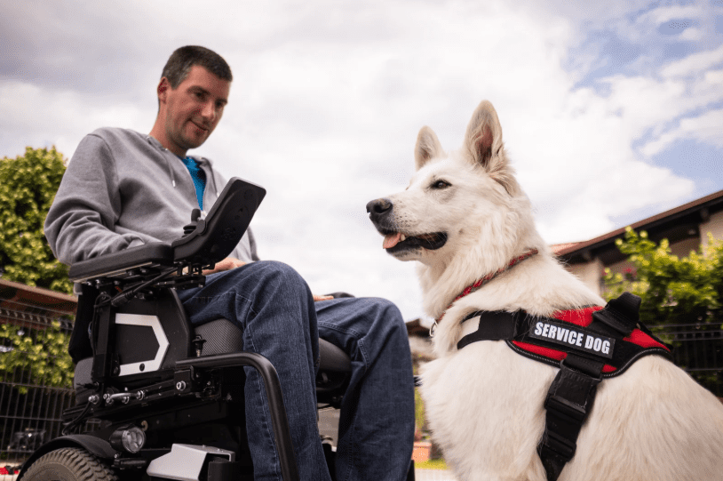 how to make my dog a service dog in long island