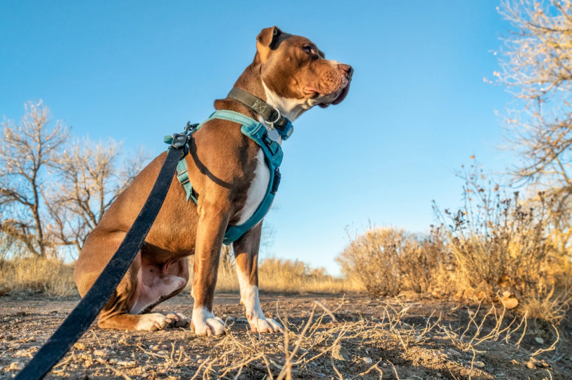 A brown and white canine wearing a blue harness sits calmly on a dirt path in a dry, grassy area with leafless trees under a clear blue sky.