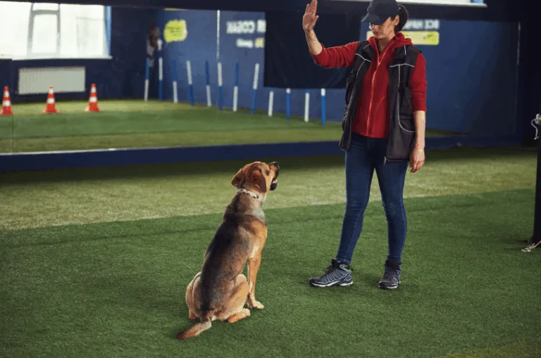 A professional dog trainer from K9 Mania Dog Training in Long Island demonstrates how to teach a dog to remain, showcasing effective obedience techniques and command consistency