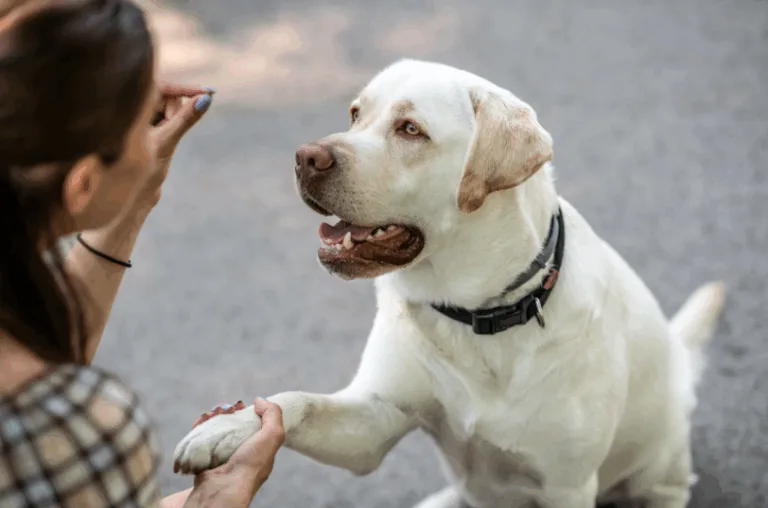 A woman is engaged in obedience training with a yellow Labrador Retriever, who sits and offers its paw while looking up at her. The scene takes place outdoors on a paved surface.