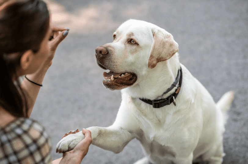 A woman is engaged in obedience training with a yellow Labrador Retriever, who sits and offers its paw while looking up at her. The scene takes place outdoors on a paved surface.
