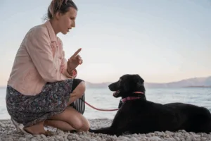 dog command in long island