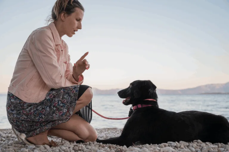 dog command in long island