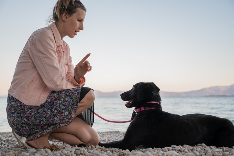 dog command in long island