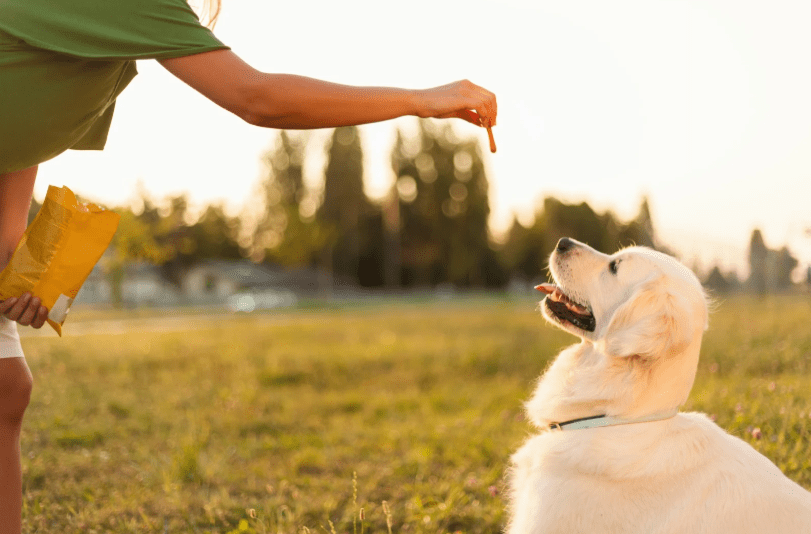 Top 10 Essential Dog Commands Every Owner Must Know 1 the girl teaches your dog to remain - dog commands