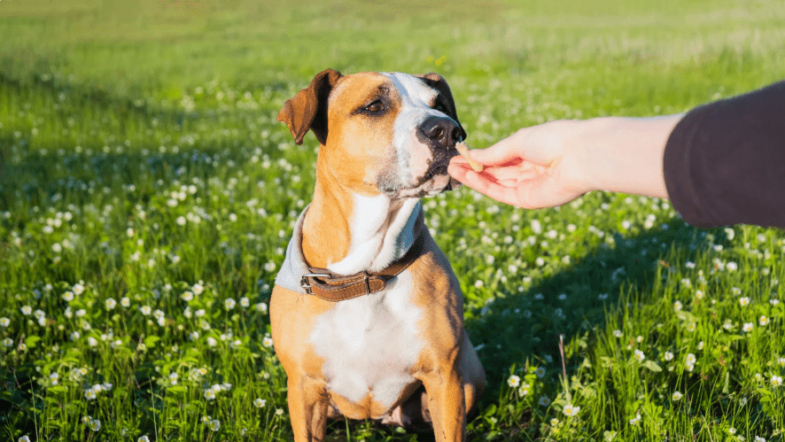 man giving treats for a dog on the leash