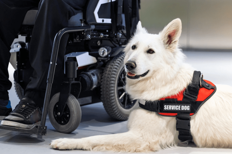 service dog in long island