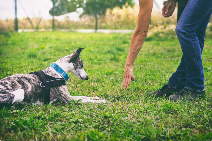 training a reactive dog in long island