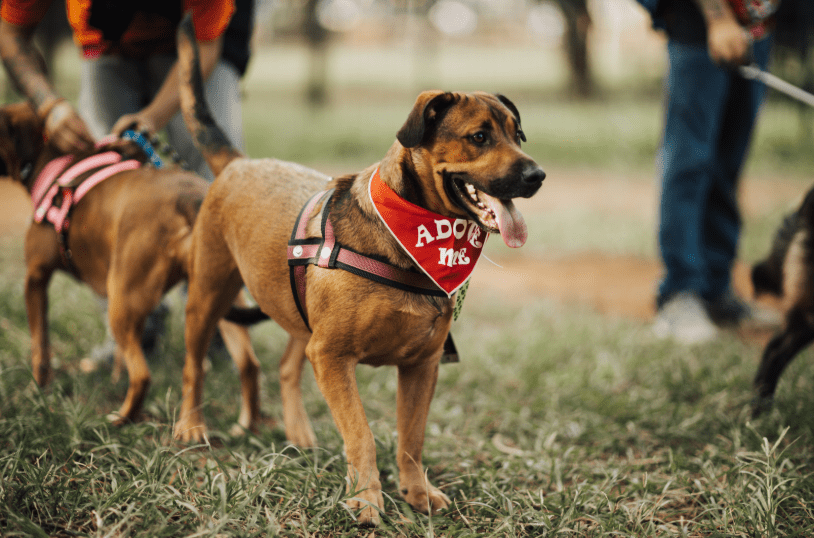 well-socialized service dog in long island