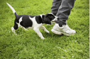 why is my puppy biting me - long island