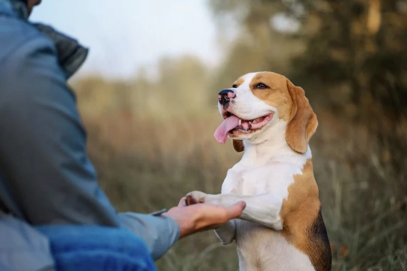 A beagle dog sits in a grassy field, happily extending its paw in a show of obedience to a person wearing a blue jacket, who is reaching out their hand. The canine looks content with its tongue out.