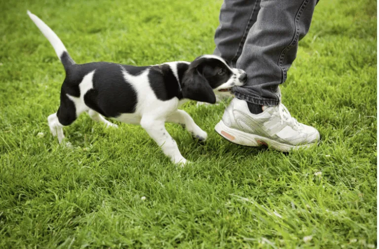 why is my puppy biting me - long island