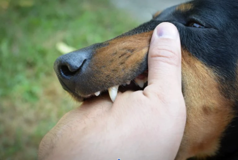 Why Is My Puppy Biting Me: Common Causes and Easy Solutions 1 How to Stop Your Puppy from Biting Hands - Board and Train Long Island