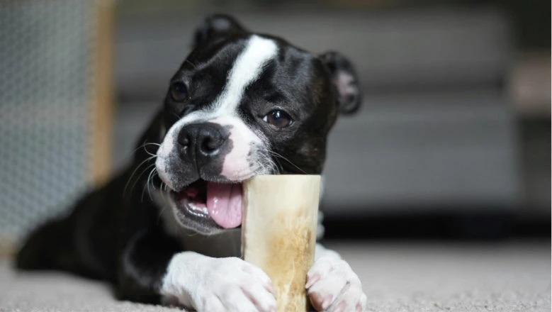 Why Is My Puppy Biting Me: Common Causes and Easy Solutions 2 Best Puppy Teething Remedies for Relief - Board and Train Long Island