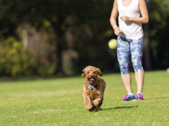 woman playing fetch with dog in long island