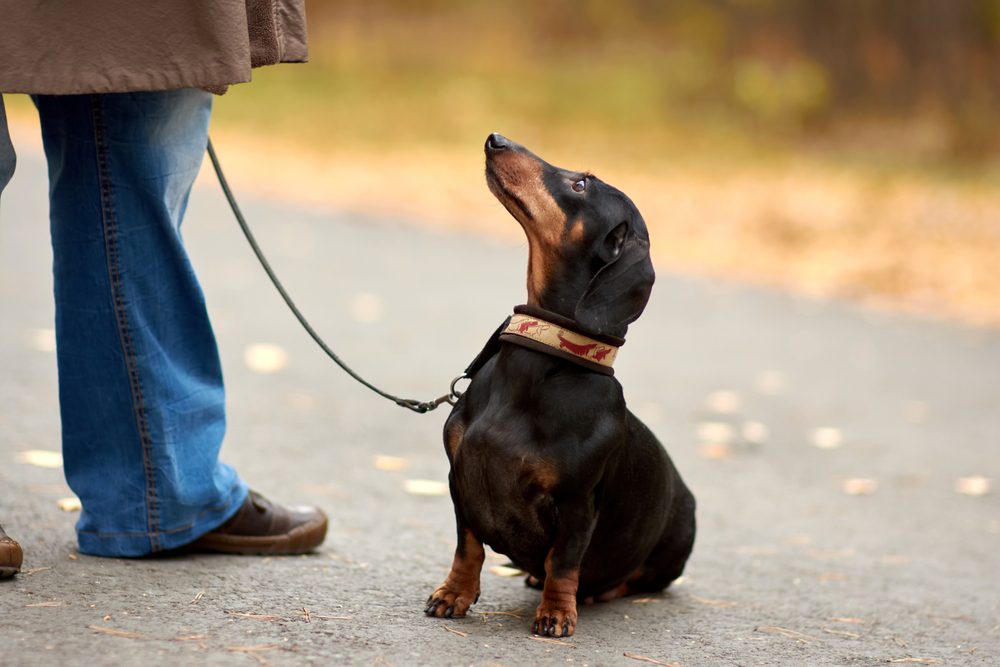 A black and brown dachshund on a leash sits on a paved path, looking up at a person standing nearby. The scene is outdoors, with blurred autumn colors in the background.