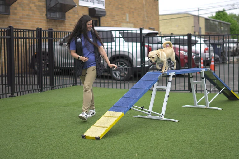 K9 Mania’s Board-and-Train City program provides expert dog training in real city settings, helping dogs adapt to urban life and improving behavior in public spaces
