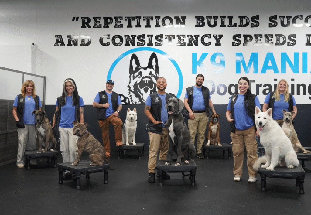 Dogtraining 6 The team of 7 K9 Mania Dog Trainers, all smiles, displaying their expertise and commitment to creating positive experiences for dogs and their owners through high-quality training sessions