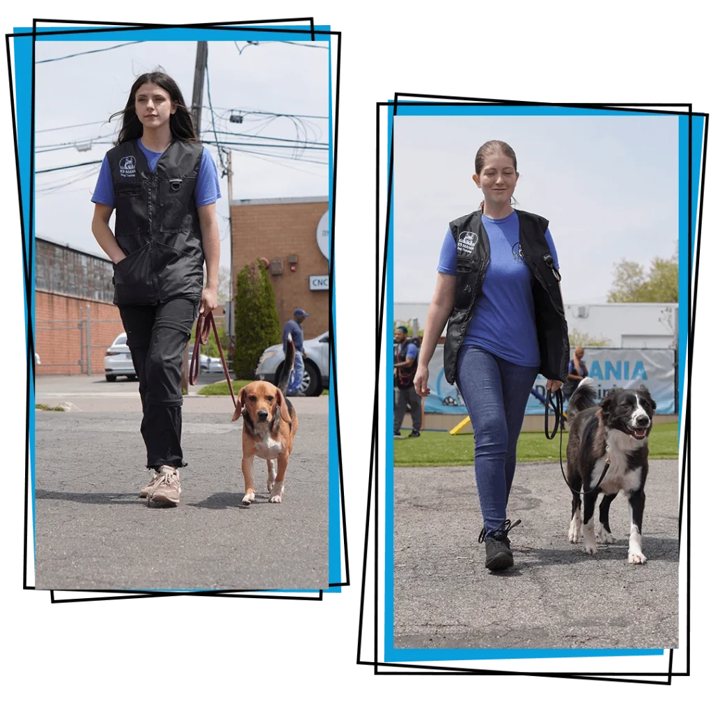 Dogtraining 3 Two women, each wearing a blue shirt and black vest, walk outside with their respective dogs on leashes. The setting appears to be a training or shelter facility on a sunny day.