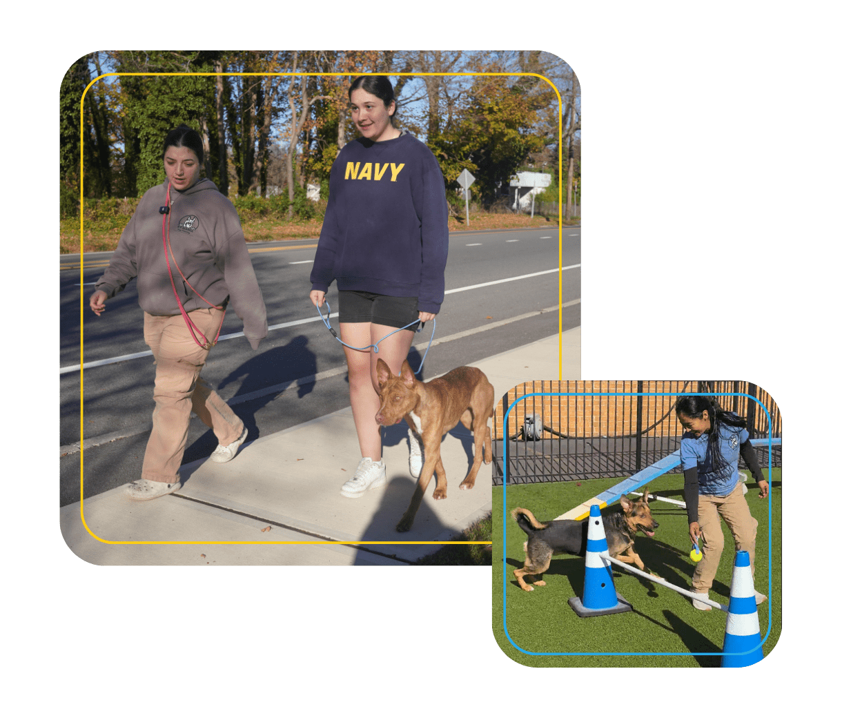 Board And Train Herricks, NY 6 Two women walk dogs on a sidewalk; one wears a beige hoodie, the other a navy “NAVY” sweatshirt. In a smaller image, a woman guides two dogs around blue cones on a grassy area.