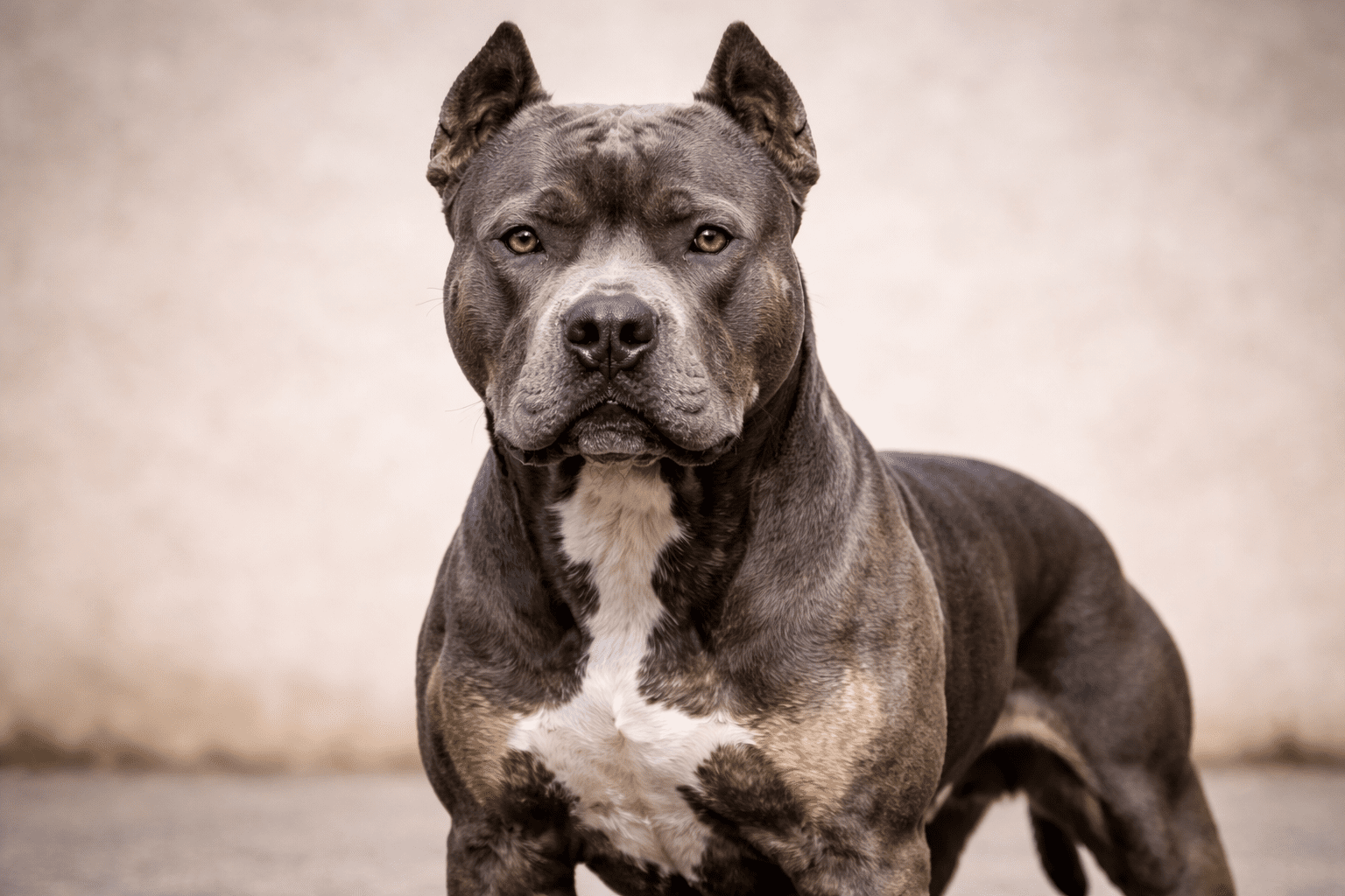 Top 10 Aggressive Dogs: Breeds, Traits, and What You Need to Know 1 A muscular gray and white pit bull dog with cropped ears stands alertly, facing the camera against a blurred, neutral background.