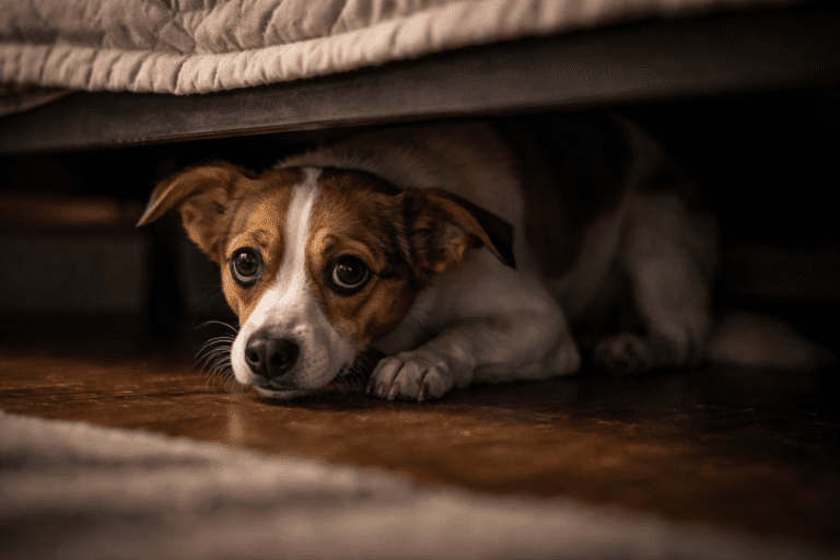 A small brown and white dog lies under a bed on a wooden floor, looking up with wide, anxious eyes. Unlike the myth that asks “are dalmatians aggressive dogs,” this pup’s gentle gaze and tucked ears show only shyness and vulnerability.