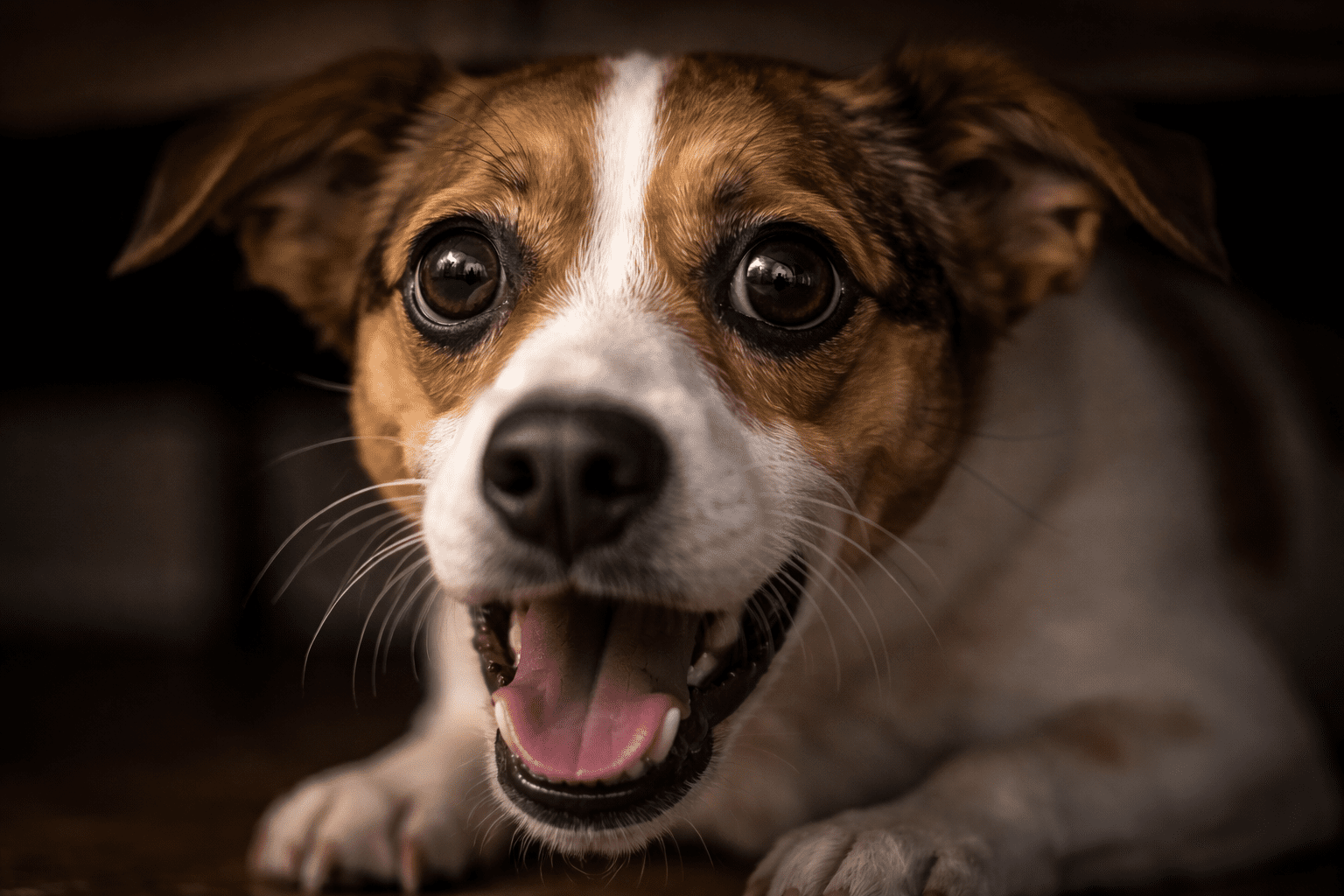 Can Dogs Have Panic Attacks? Signs, Triggers, and How to Help 1 A close-up of a small brown and white dog with wide eyes and an open mouth, appearing happy and excited. Unlike the myth that asks “are dalmatians aggressive dogs,” this pup radiates only friendliness and joy. The background is softly blurred for focus.
