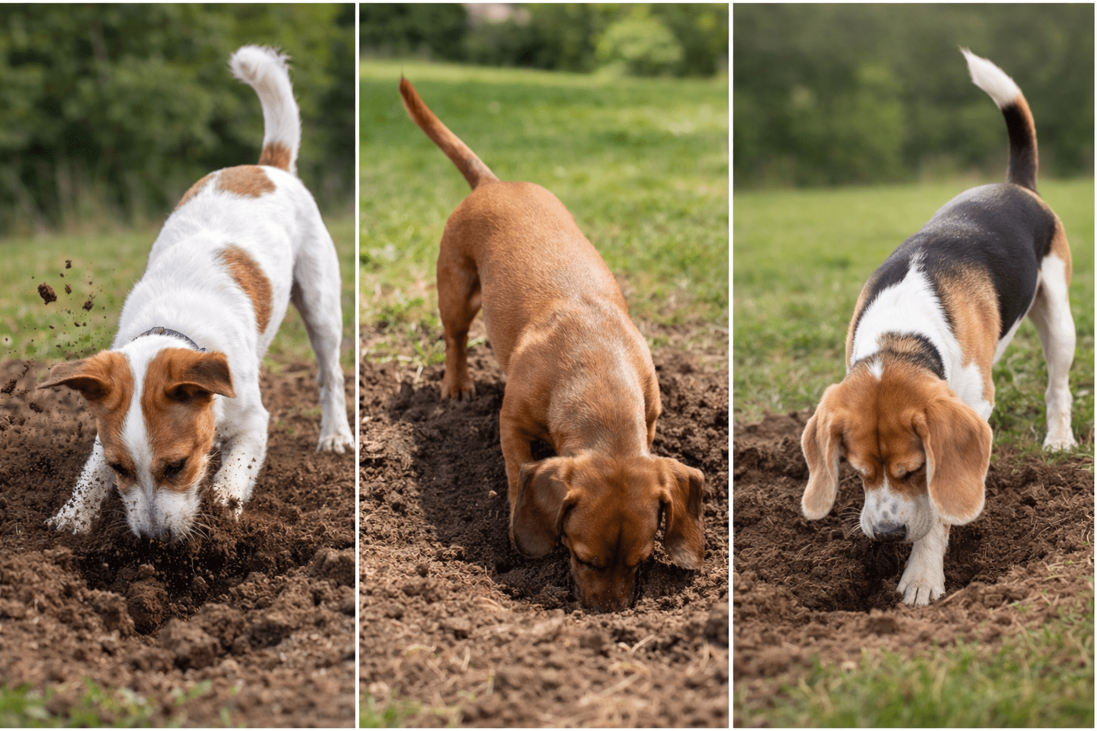 How to Stop Dogs from Digging: Proven Strategies for a Beautiful Yard 1 Three dogs are digging in the dirt outdoors. Each dog is shown in a separate panel: the first is white and brown, the second is brown, and the third is brown, black, and white. Green grass is visible in the background.