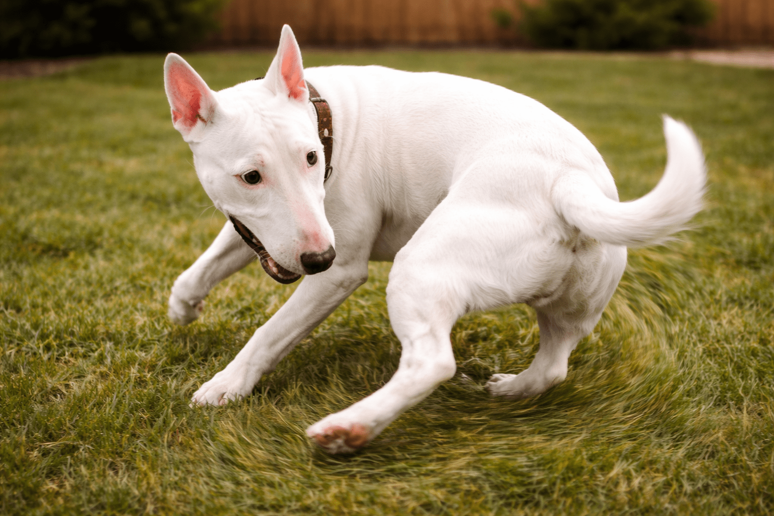 Why Do Dogs Chase Their Tails? Understanding This Common Canine Behavior 3 A white dog with pointed ears and a brown collar spins in a circle on green grass, chasing its tail in a playful manner.