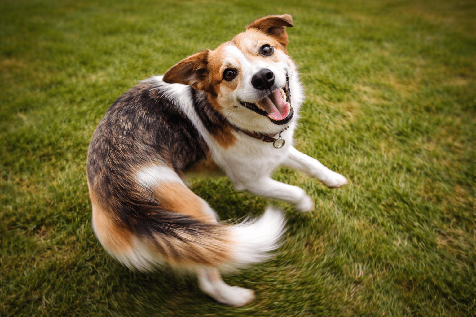 A happy, playful dog with a brown, black, and white coat is spinning in circles on green grass, looking up with its mouth open and tail blurred from motion.