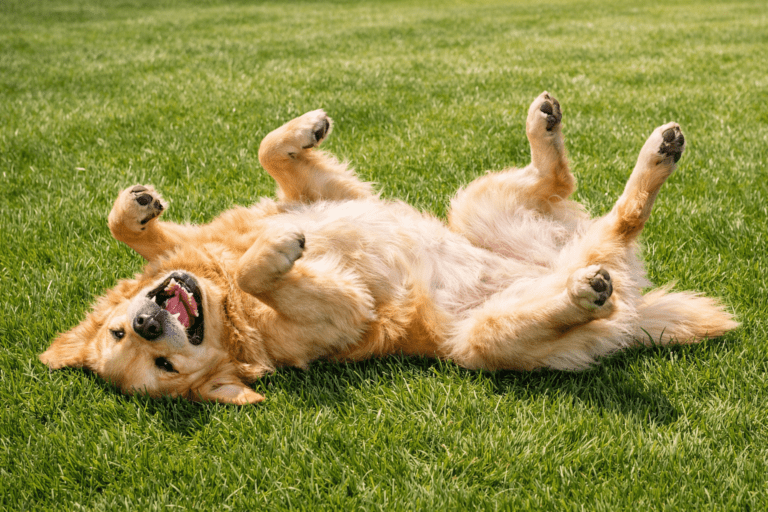 A happy golden retriever lies on its back with paws in the air, mouth open and tongue out, on a bright green grassy lawn.