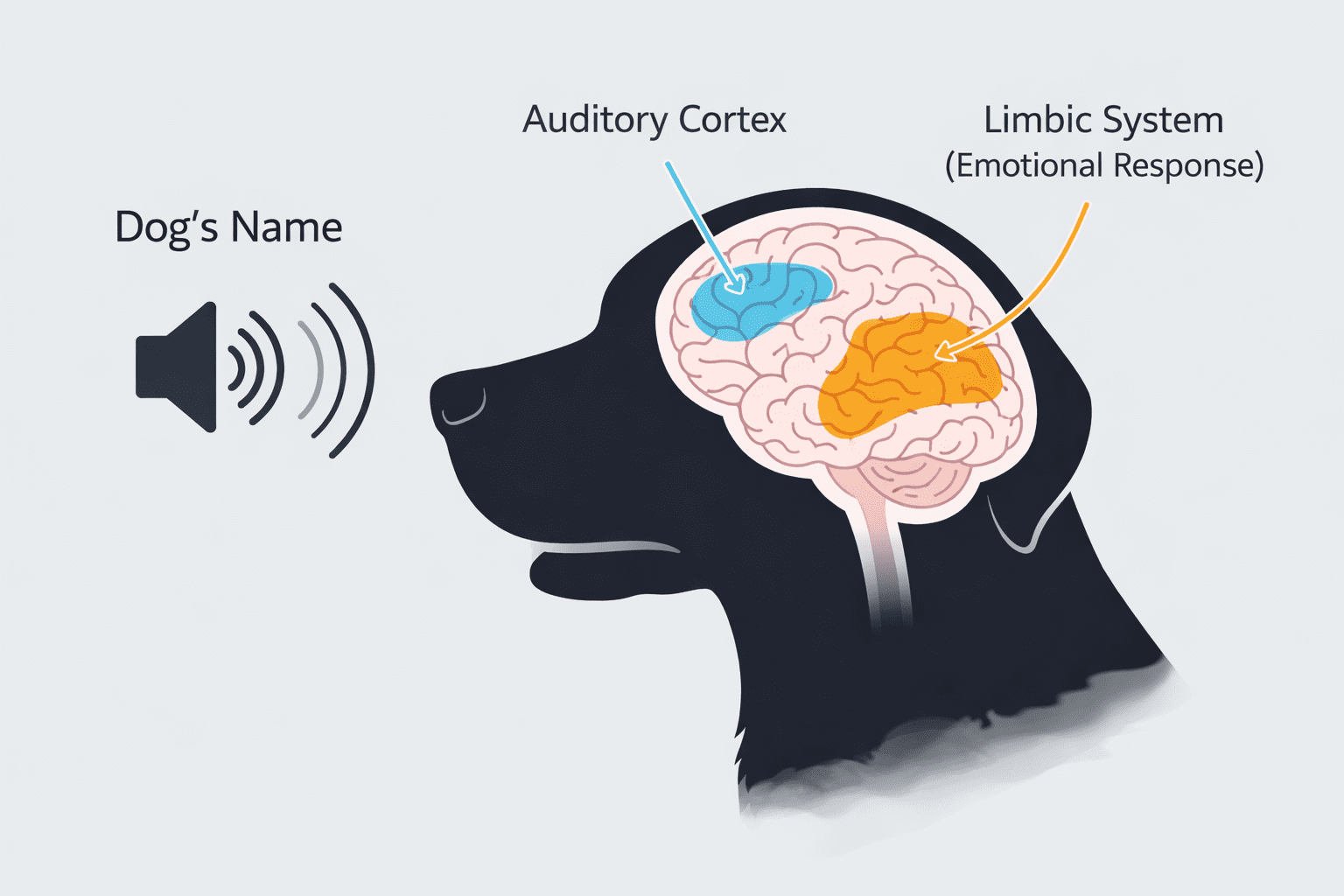 How Do Dogs Know Their Name? The Science Behind Name Recognition 2 Diagram of a dog's brain with labels showing the auditory cortex and limbic system responding to the sound of the dog's name, illustrating how dogs process and emotionally respond to hearing their name.