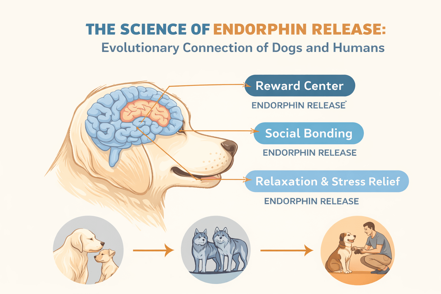 Why Does My Dog Lick Me So Much? Understanding Your Dog's Behavior 1 Illustration showing a dog's brain highlighting areas linked to endorphin release for reward, social bonding, and relaxation, with images of a dog, wolves, and a person petting a dog to show evolutionary connections.