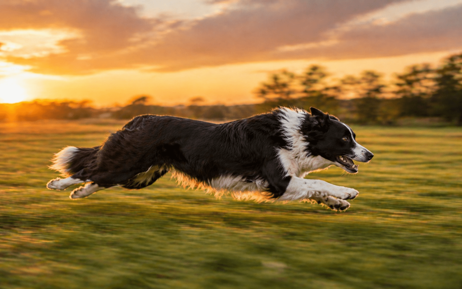 How Fast Can a Dog Run: Speed, Breeds, and What It Means for You 2 dog breed speed Border Collie running fast in an open field