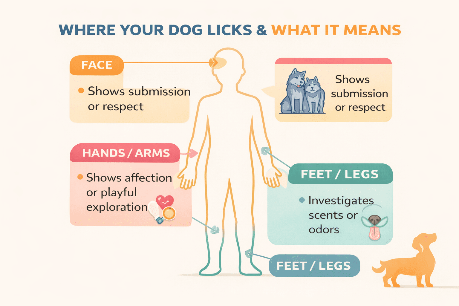 Why Does My Dog Lick Me So Much? Understanding Your Dog's Behavior 3 Infographic titled "Where Your Dog Licks & What It Means" showing a person outline and labeled areas: face (submission/respect), hands/arms (affection/play), feet/legs (investigate scents/odors). Includes dog illustrations.