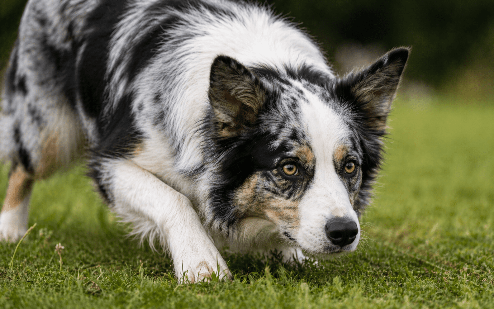 How to Stop a Dog from Chasing Cars: A Step by Step Guide 1 Energetic dog showing prey drive while watching moving object outdoors