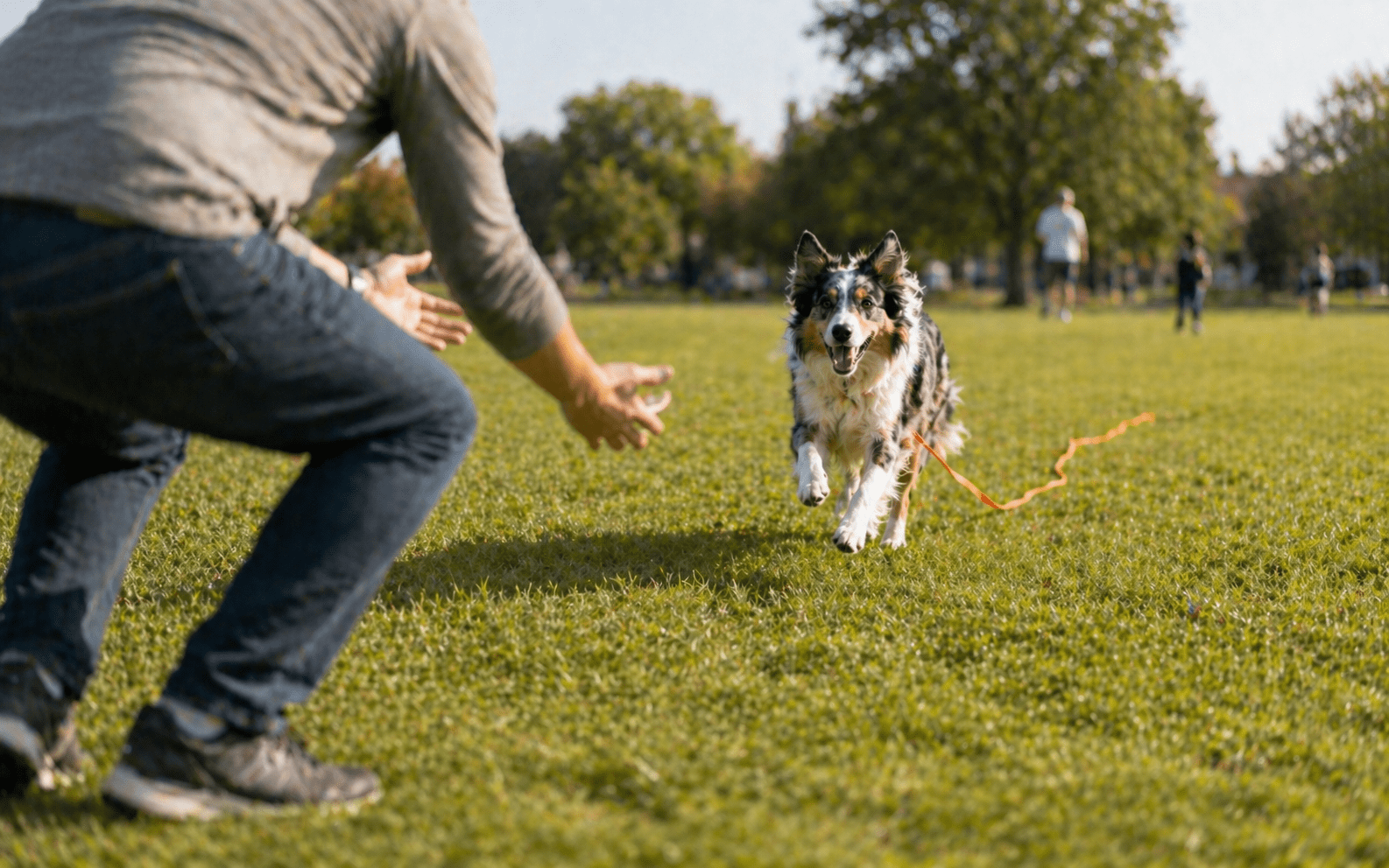 How to Get Your Dog's Attention When Distracted: Fixes That Actually Work 4 A person crouches on a grassy field with arms open as a Border Collie dog on a leash excitedly runs toward them. Trees and people are visible in the background on a sunny day.
