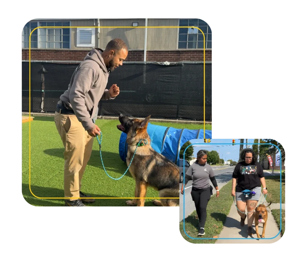 Our Certification 12 A man trains a German Shepherd on a grassy field, holding its leash as the dog sits. In a smaller inset, two women walk a brown dog on a sidewalk in a neighborhood.