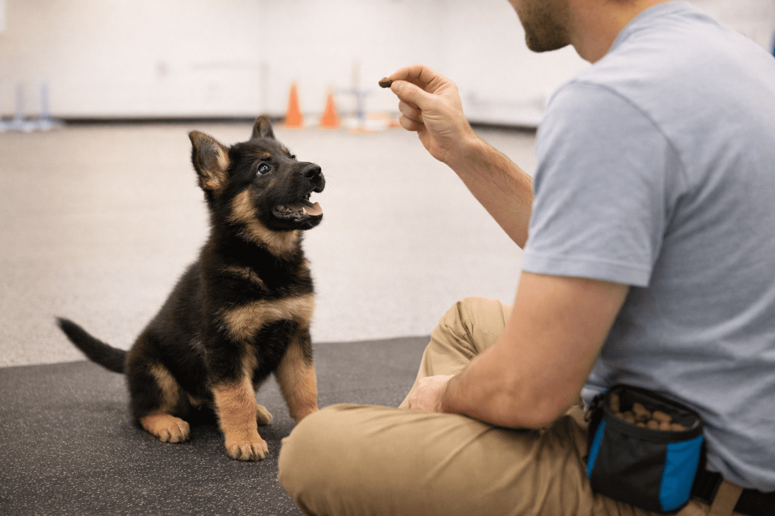 How Do Dogs Know Their Name? The Science Behind Name Recognition 1 A German Shepherd puppy sits attentively on the floor, looking up at a person holding a treat. The person is wearing a blue shirt and treat pouch, training the dog in an indoor setting.