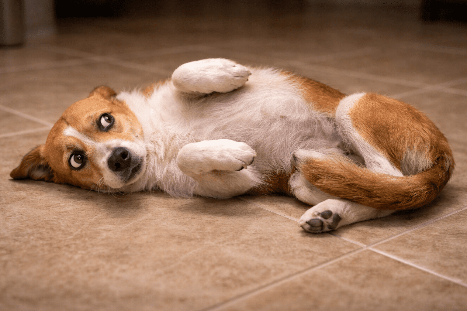 Why Do Dogs Like Belly Rubs? Understanding Your Dog's Favorite Gesture 4 A brown and white dog lies on its back on a tiled floor, looking up with wide eyes and slightly raised paws, appearing playful or seeking attention.