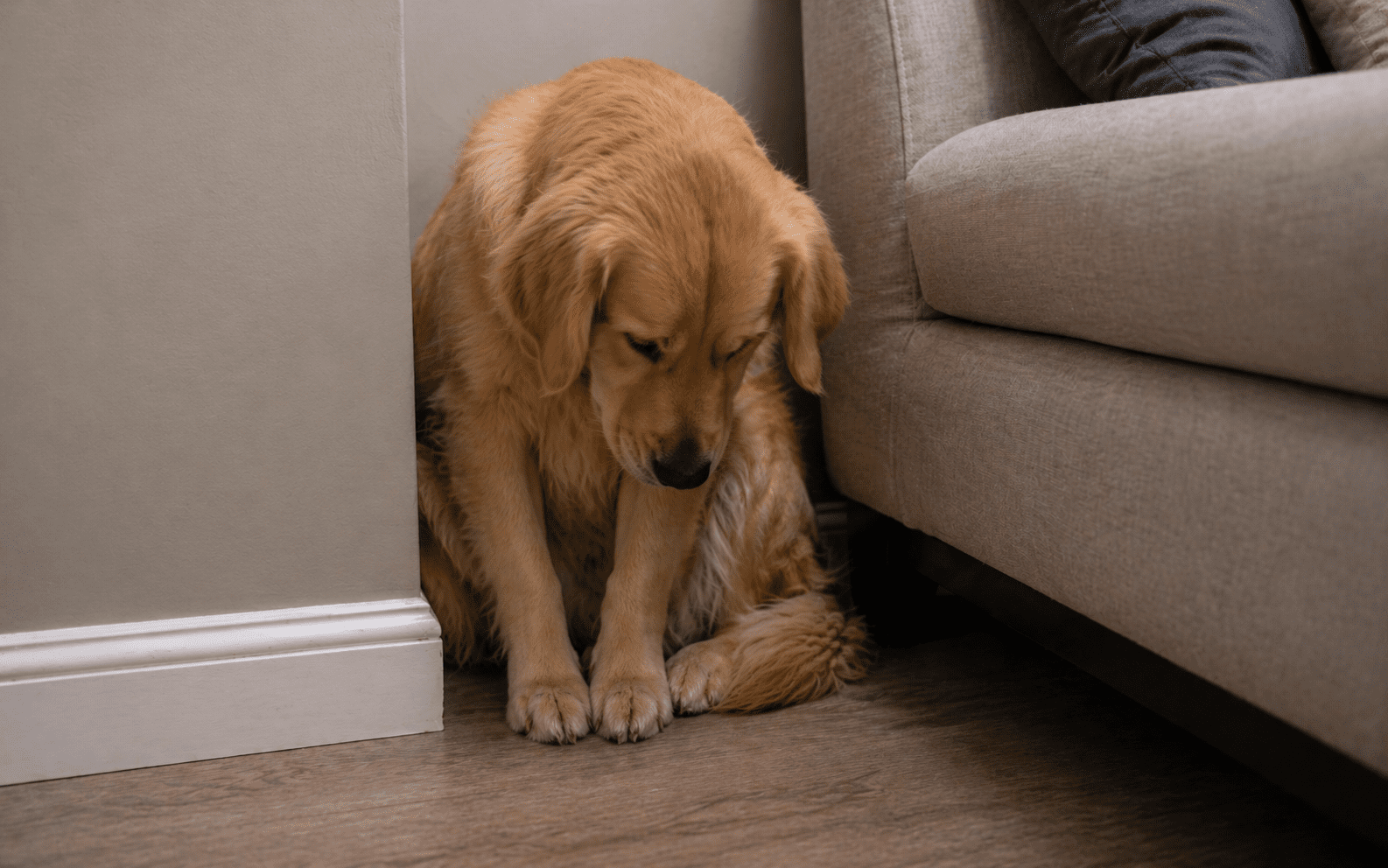 Why Is My Dog Hiding? Common Causes and What to Do 1 Golden Retriever hiding in corner showing signs of canine anxiety