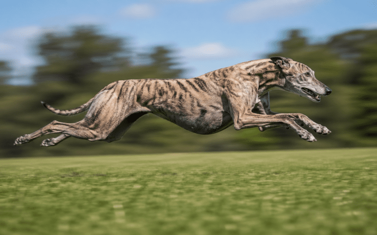 how fast can a dog run greyhound sprinting at full speed outdoors
