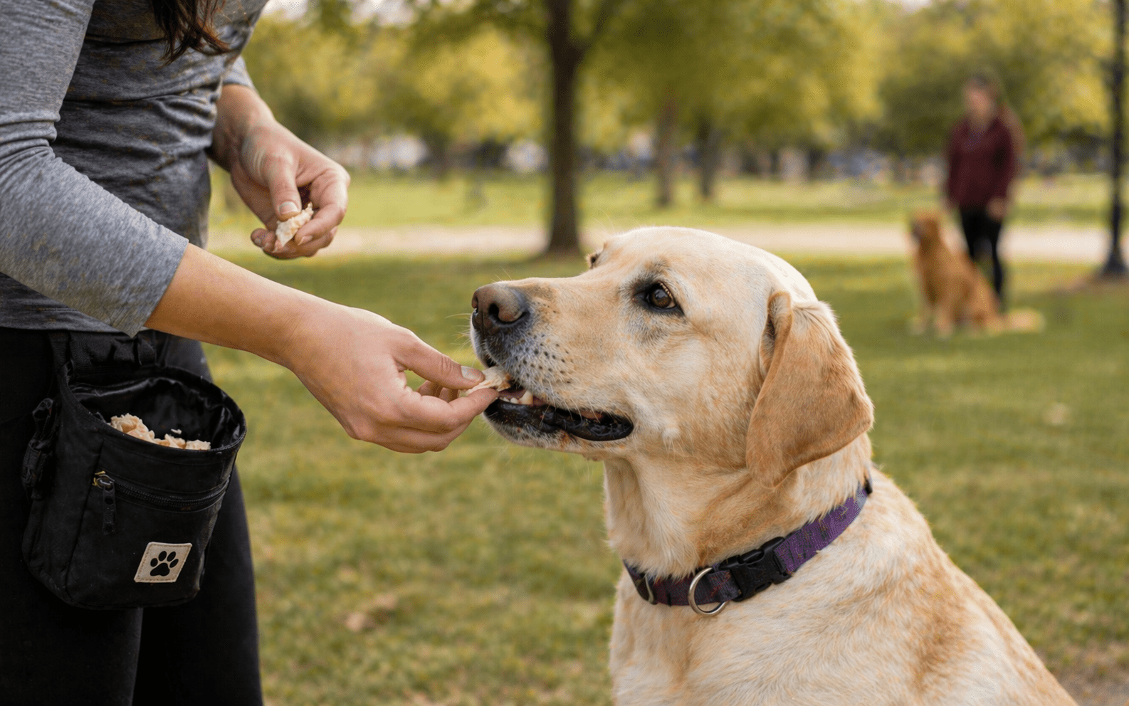 How to Socialize a Reactive Dog 3 Owner rewarding calm reactive dog with high-value treats during counterconditioning training
