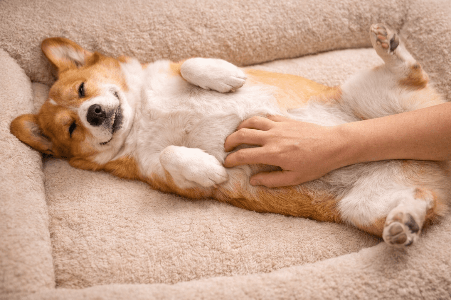 Why Do Dogs Like Belly Rubs? Understanding Your Dog's Favorite Gesture 5 A relaxed corgi lies on its back in a soft dog bed while a person gently scratches its belly, making the dog look content and happy.